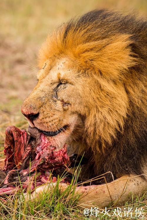 埃雷拉因伤病困扰,花7至10天考虑退役可能性 埃雷拉因伤病困扰,花7至10天考虑退役可能性